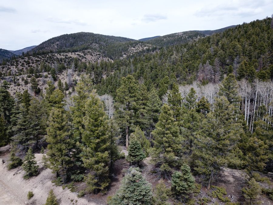 CO Forested Beauty – 8.4 Acres