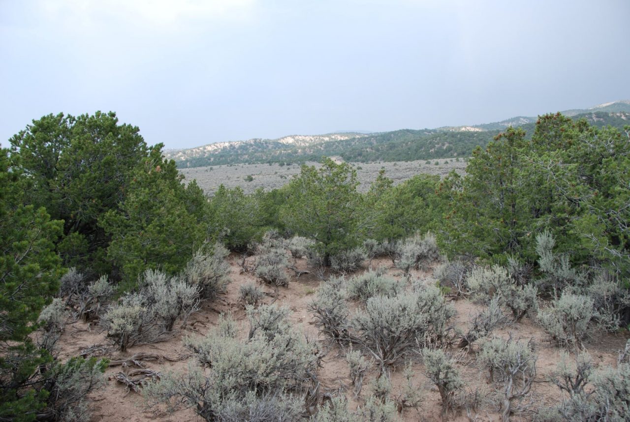SOLD -> Build your Colorado Oasis on this gorgeous 5 acre property!