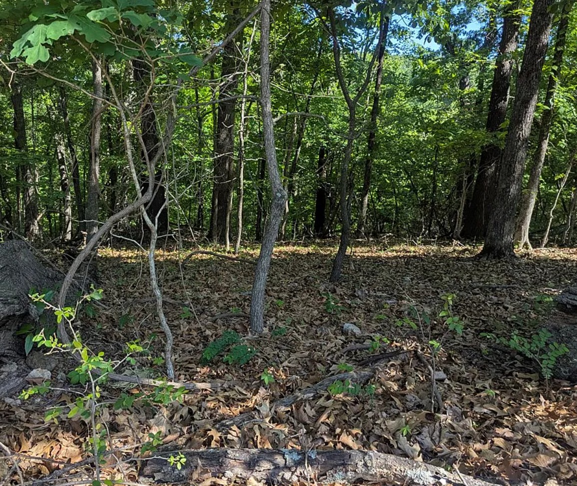 0.26-acre buildable lot on Devonshire Rd – Bella Vista, AR